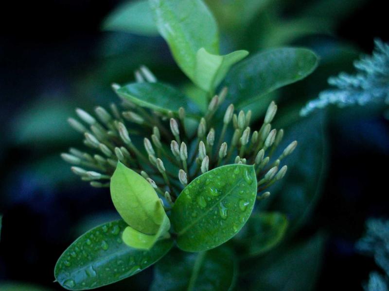 核爆后的彩虹<br>gitbuvf.cn 变异生物图鉴